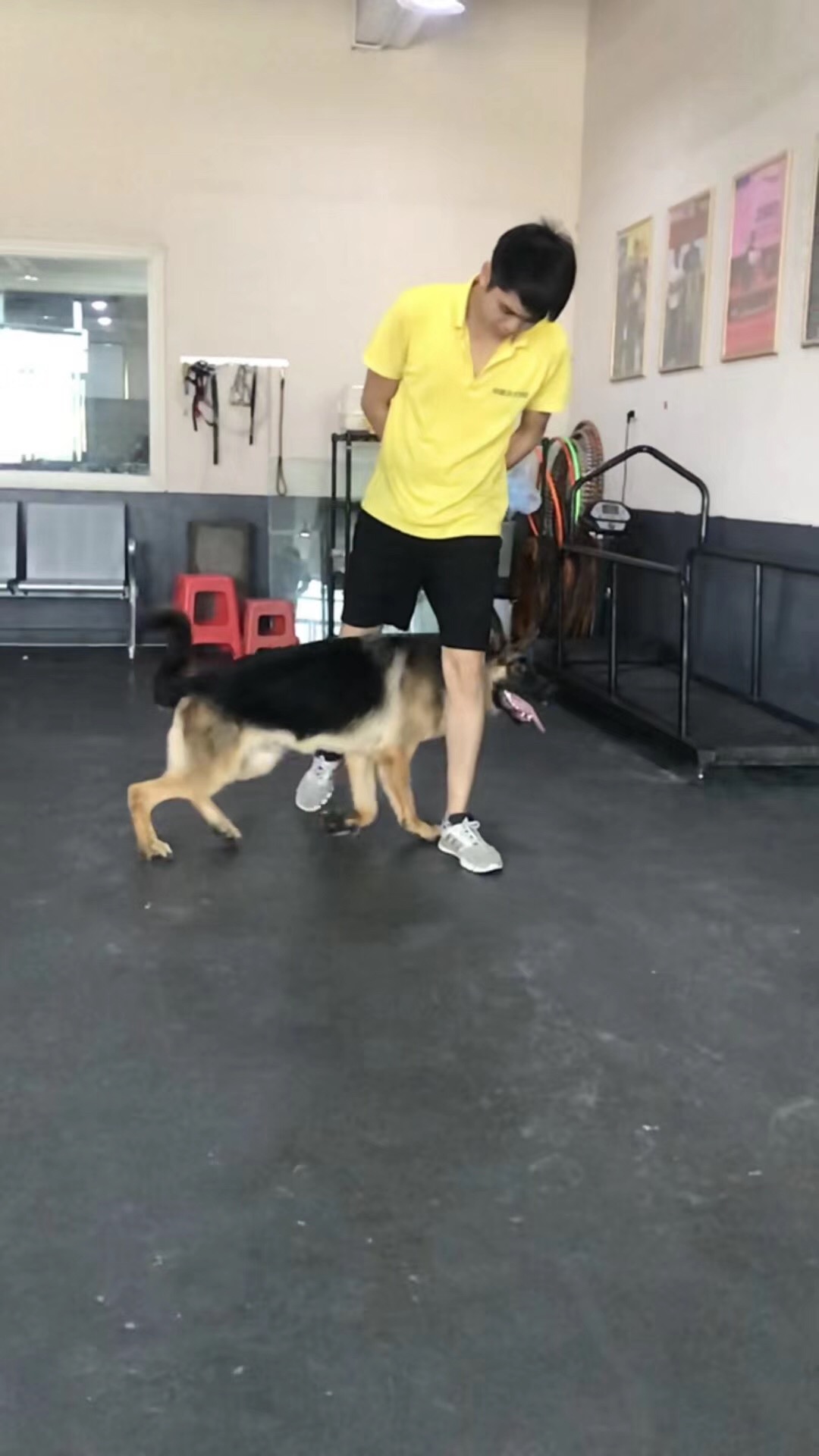 杜宾训幼犬训练</p
