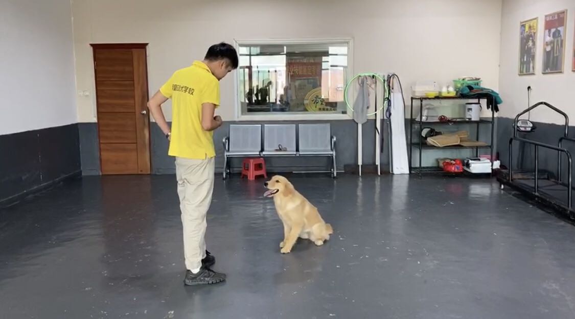 拉布拉多训家庭犬训练</p
